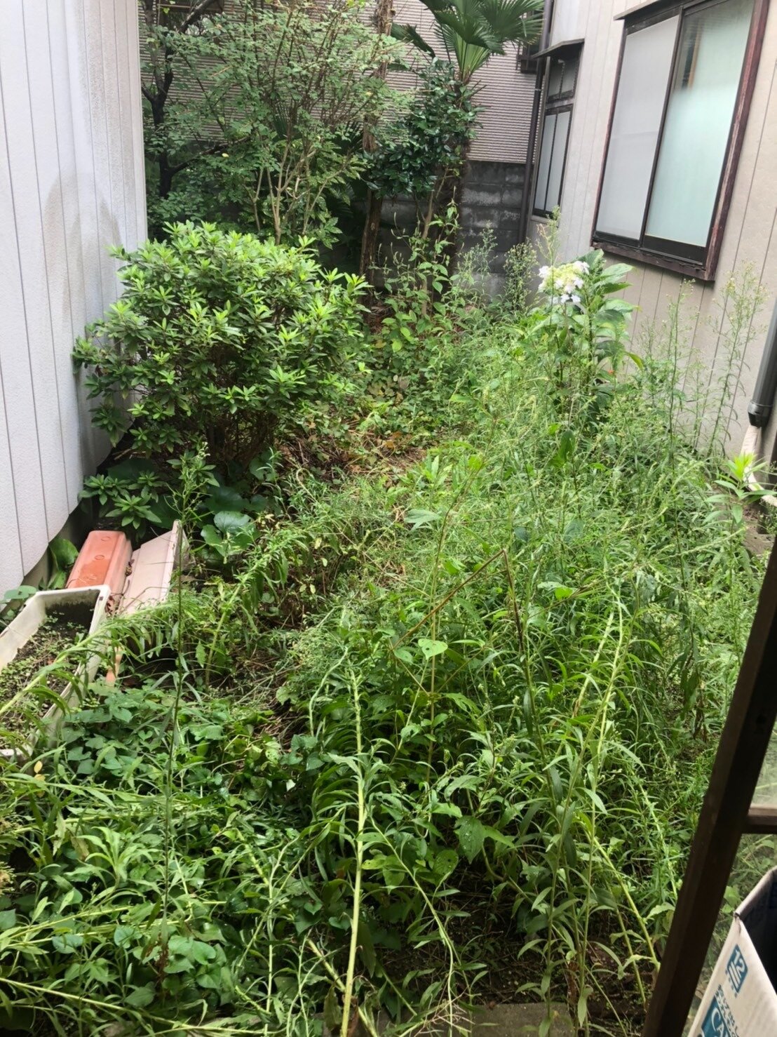 新潟市中央区で空き家のお庭の掃除 手入れ 木の伐採 剪定 草取りは 便利ブログ 便利屋新潟サポート 地域密着の新潟のなんでも屋さん