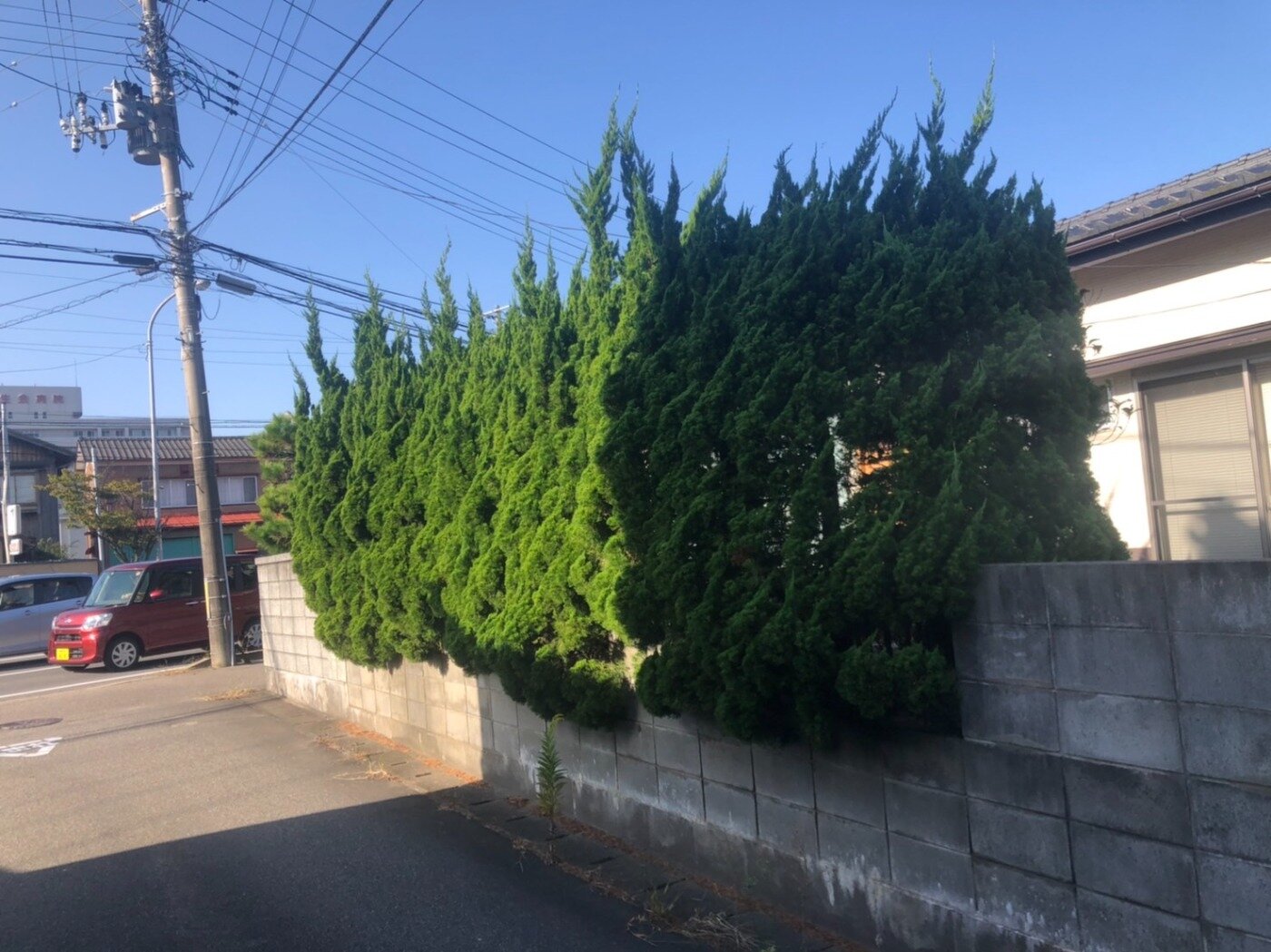 新潟市西区で松や庭木の剪定 伐採をして来ました 便利ブログ 便利屋新潟サポート 不用品回収 片付け ハウスクリーニング 遺品整理 各種代行